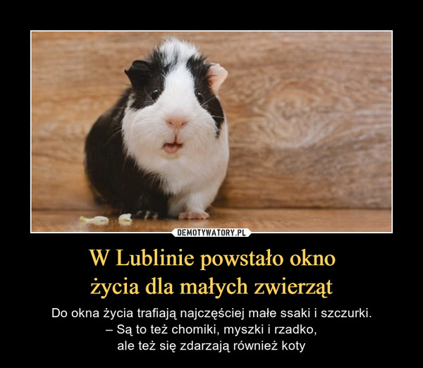 W Lublinie powstało okno
życia dla małych zwierząt