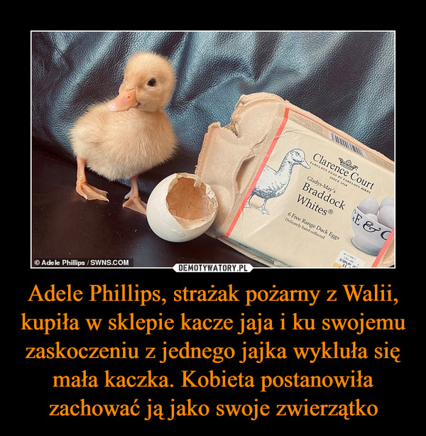 Adele Phillips, strażak pożarny z Walii, kupiła w sklepie kacze jaja i ku swojemu zaskoczeniu z jednego jajka wykluła się mała kaczka. Kobieta postanowiła zachować ją jako swoje zwierzątko –  