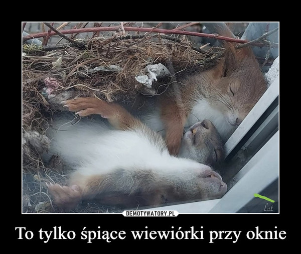 To tylko śpiące wiewiórki przy oknie –  