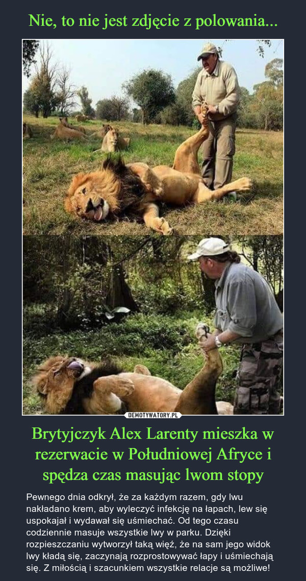 Brytyjczyk Alex Larenty mieszka w rezerwacie w Południowej Afryce i spędza czas masując lwom stopy – Pewnego dnia odkrył, że za każdym razem, gdy lwu nakładano krem, aby wyleczyć infekcję na łapach, lew się uspokajał i wydawał się uśmiechać. Od tego czasu codziennie masuje wszystkie lwy w parku. Dzięki rozpieszczaniu wytworzył taką więź, że na sam jego widok lwy kładą się, zaczynają rozprostowywać łapy i uśmiechają się. Z miłością i szacunkiem wszystkie relacje są możliwe! 