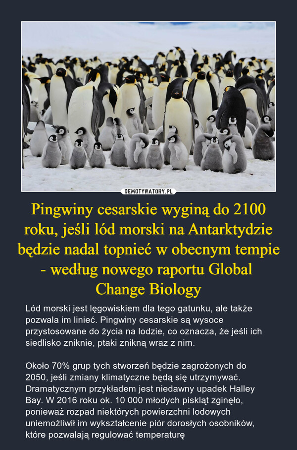 Pingwiny cesarskie wyginą do 2100 roku, jeśli lód morski na Antarktydzie będzie nadal topnieć w obecnym tempie - według nowego raportu Global 
Change Biology