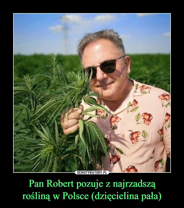 Pan Robert pozuje z najrzadsząrośliną w Polsce (dzięcielina pała) –  