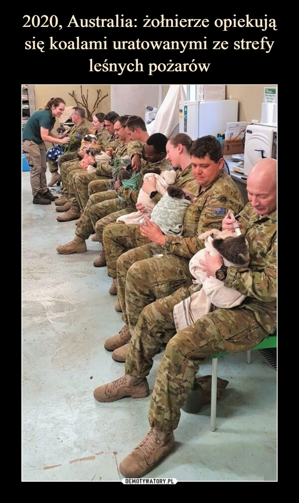 2020, Australia: żołnierze opiekują się koalami uratowanymi ze strefy leśnych pożarów
