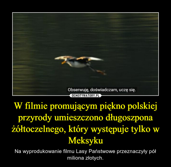 W filmie promującym piękno polskiej przyrody umieszczono długoszpona żółtoczelnego, który występuje tylko w Meksyku – Na wyprodukowanie filmu Lasy Państwowe przeznaczyły pół miliona złotych. 