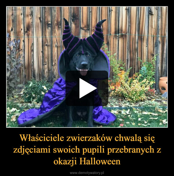 Właściciele zwierzaków chwalą się zdjęciami swoich pupili przebranych z okazji Halloween –  