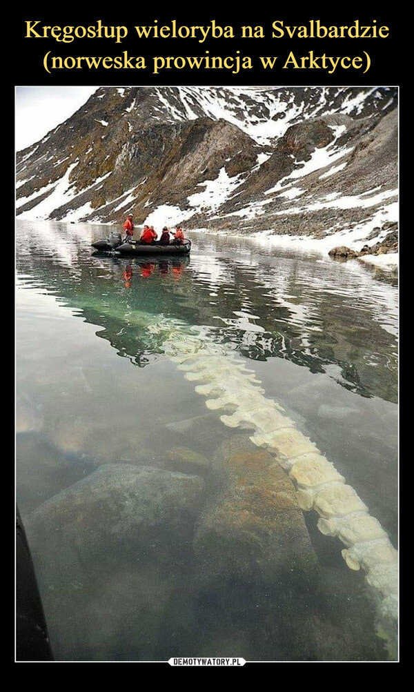 Kręgosłup wieloryba na Svalbardzie (norweska prowincja w Arktyce)