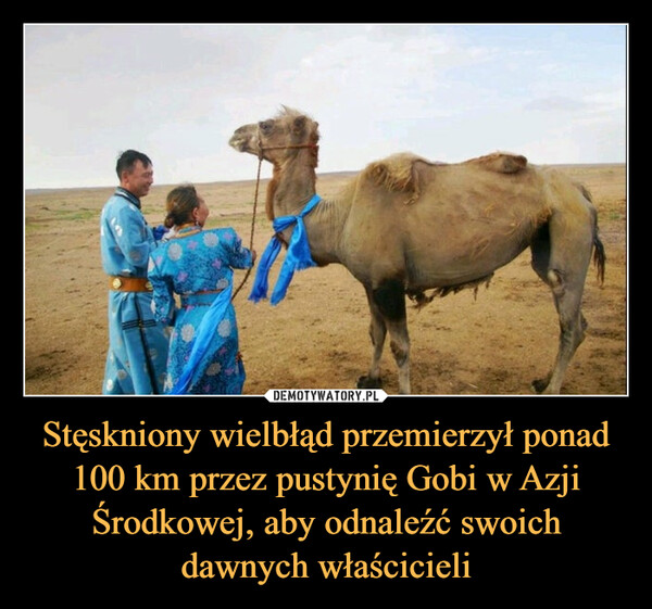 Stęskniony wielbłąd przemierzył ponad 100 km przez pustynię Gobi w Azji Środkowej, aby odnaleźć swoich dawnych właścicieli