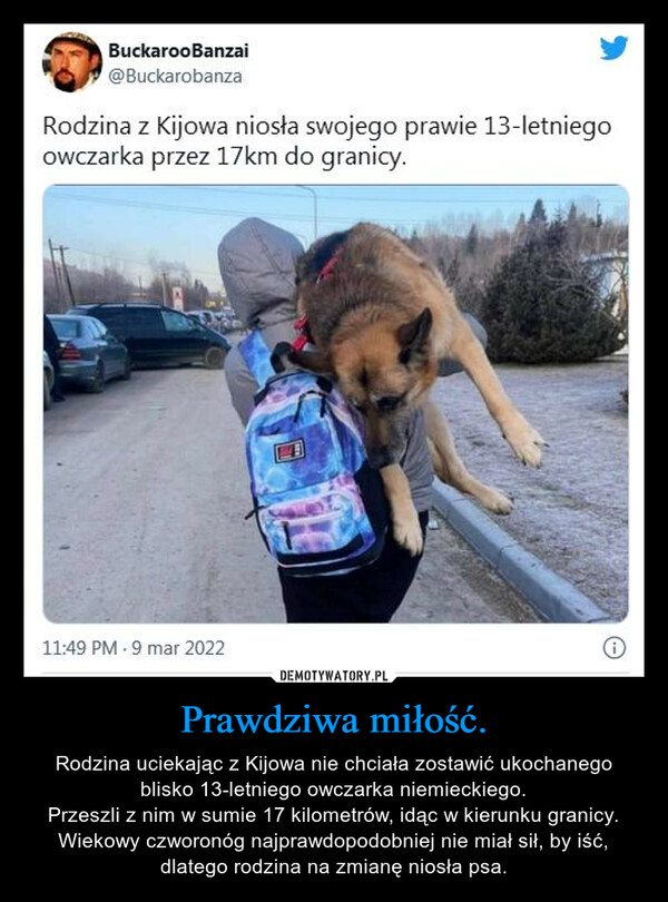 Prawdziwa miłość. – Rodzina uciekając z Kijowa nie chciała zostawić ukochanego blisko 13-letniego owczarka niemieckiego.Przeszli z nim w sumie 17 kilometrów, idąc w kierunku granicy. Wiekowy czworonóg najprawdopodobniej nie miał sił, by iść, dlatego rodzina na zmianę niosła psa. 