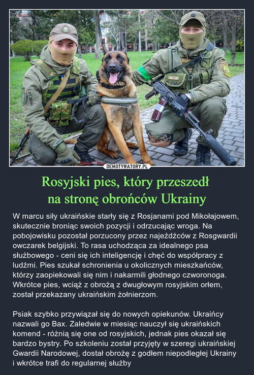 Rosyjski pies, który przeszedł 
na stronę obrońców Ukrainy