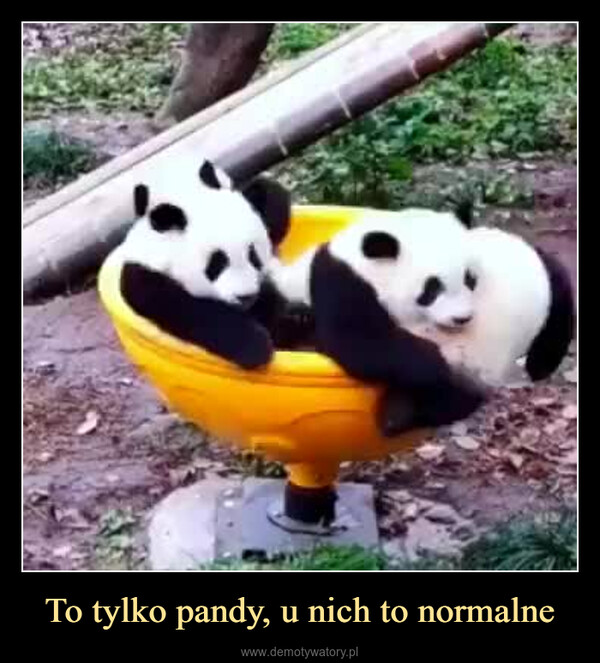 To tylko pandy, u nich to normalne –  