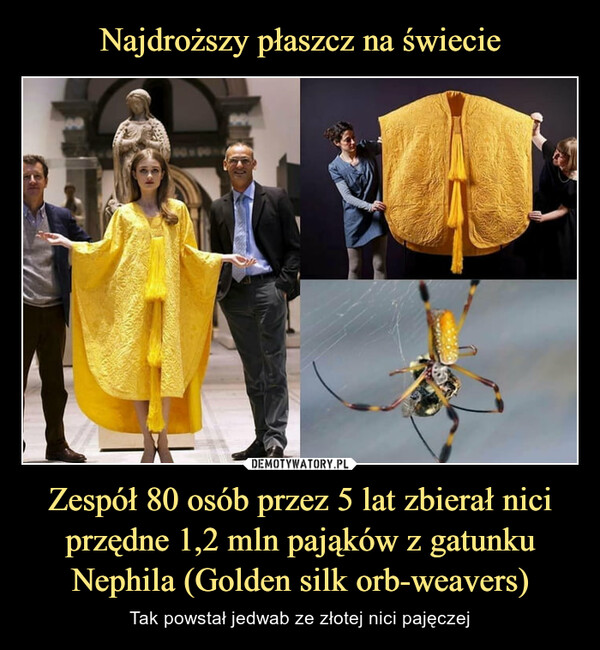 Zespół 80 osób przez 5 lat zbierał nici przędne 1,2 mln pająków z gatunku Nephila (Golden silk orb-weavers) – Tak powstał jedwab ze złotej nici pajęczej 