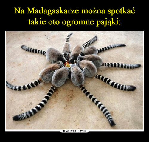 Na Madagaskarze można spotkać
takie oto ogromne pająki: