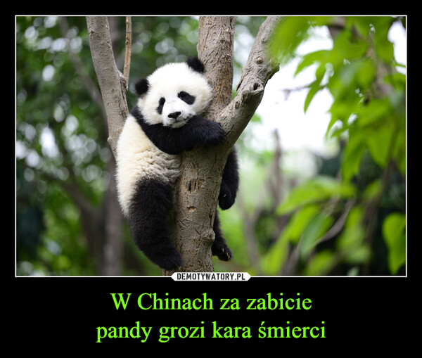 W Chinach za zabicie
pandy grozi kara śmierci