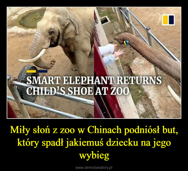 Miły słoń z zoo w Chinach podniósł but, który spadł jakiemuś dziecku na jego wybieg –  