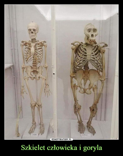 Szkielet człowieka i goryla