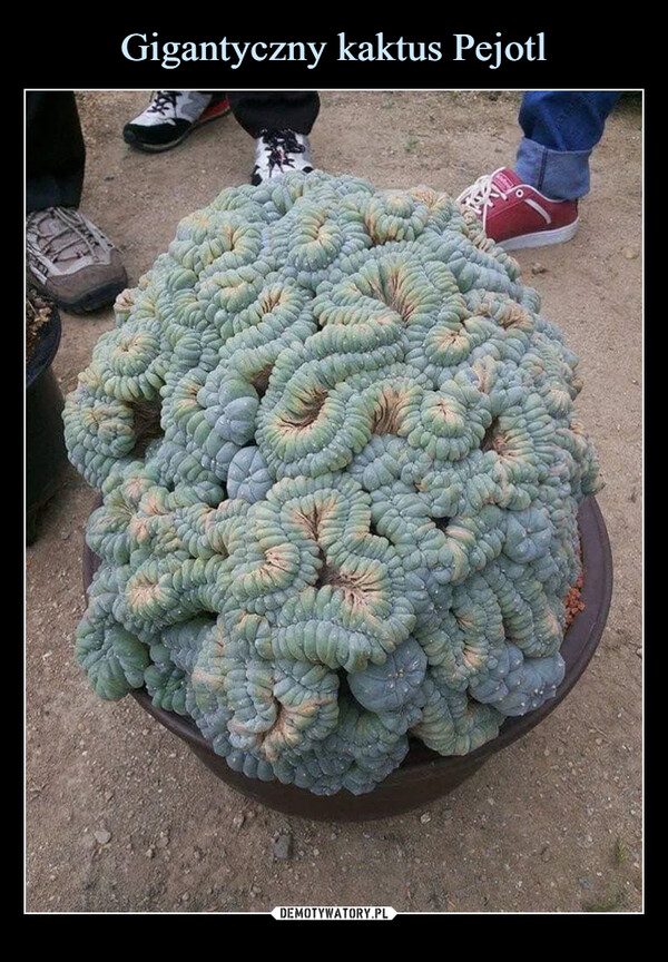 Gigantyczny kaktus Pejotl