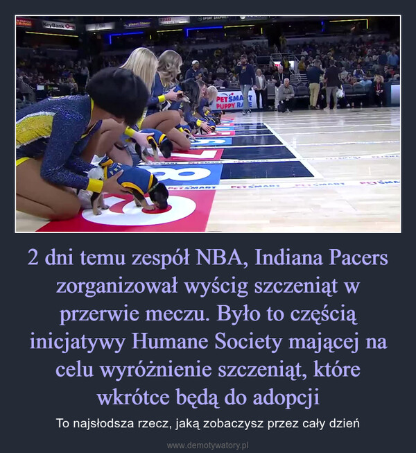 2 dni temu zespół NBA, Indiana Pacers zorganizował wyścig szczeniąt w przerwie meczu. Było to częścią inicjatywy Humane Society mającej na celu wyróżnienie szczeniąt, które wkrótce będą do adopcji – To najsłodsza rzecz, jaką zobaczysz przez cały dzień 