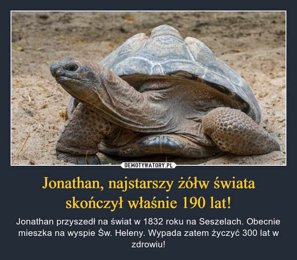 Jonathan, najstarszy żółw świata skończył właśnie 190 lat! – Jonathan przyszedł na świat w 1832 roku na Seszelach. Obecnie mieszka na wyspie Św. Heleny. Wypada zatem życzyć 300 lat w zdrowiu! 