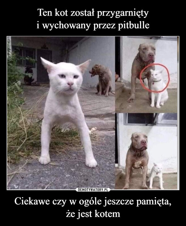 Ten kot został przygarnięty
i wychowany przez pitbulle Ciekawe czy w ogóle jeszcze pamięta,
że jest kotem
