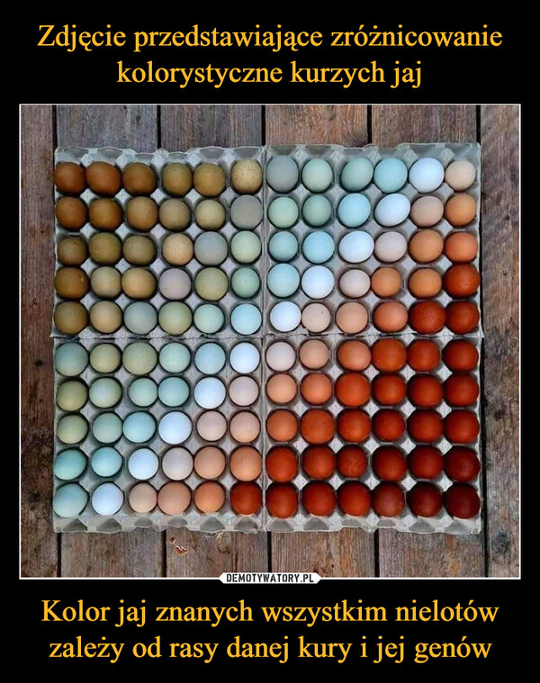 Zdjęcie przedstawiające zróżnicowanie kolorystyczne kurzych jaj Kolor jaj znanych wszystkim nielotów zależy od rasy danej kury i jej genów