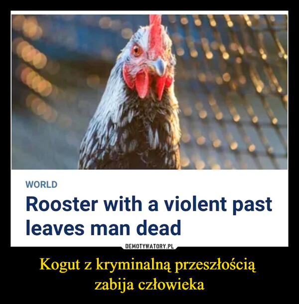 Kogut z kryminalną przeszłością zabija człowieka –  Rooster with a violent past leaves man dead