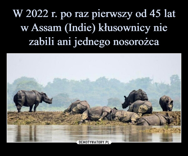 W 2022 r. po raz pierwszy od 45 lat w Assam (Indie) kłusownicy nie zabili ani jednego nosorożca