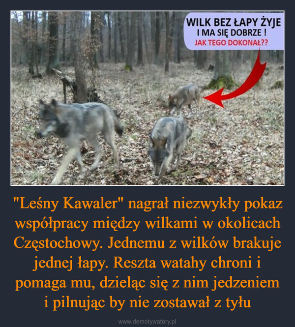 "Leśny Kawaler" nagrał niezwykły pokaz współpracy między wilkami w okolicach Częstochowy. Jednemu z wilków brakuje jednej łapy. Reszta watahy chroni i pomaga mu, dzieląc się z nim jedzeniem i pilnując by nie zostawał z tyłu –  玉山WILK BEZ ŁAPY ŻYJEI MA SIĘ DOBRZE !JAK TEGO DOKONAŁ??