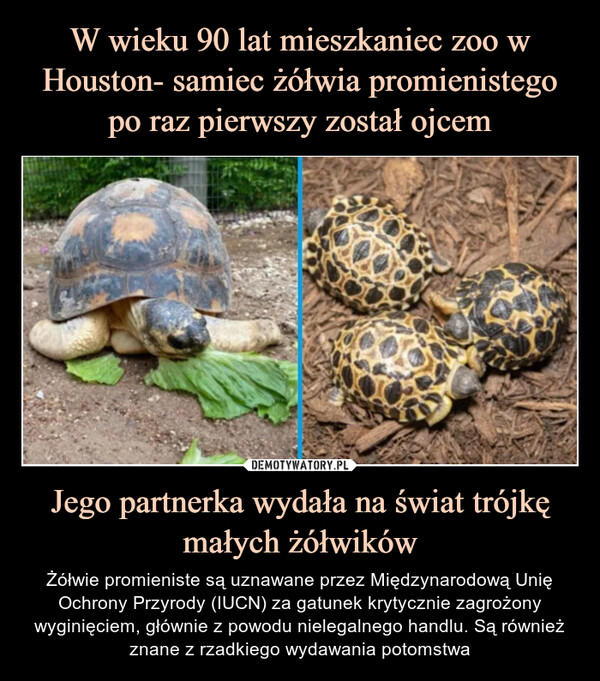 W wieku 90 lat mieszkaniec zoo w Houston- samiec żółwia promienistego po raz pierwszy został ojcem Jego partnerka wydała na świat trójkę małych żółwików