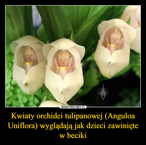 Kwiaty orchidei tulipanowej (Anguloa Uniflora) wyglądają jak dzieci zawinięte w beciki –  comAliouto