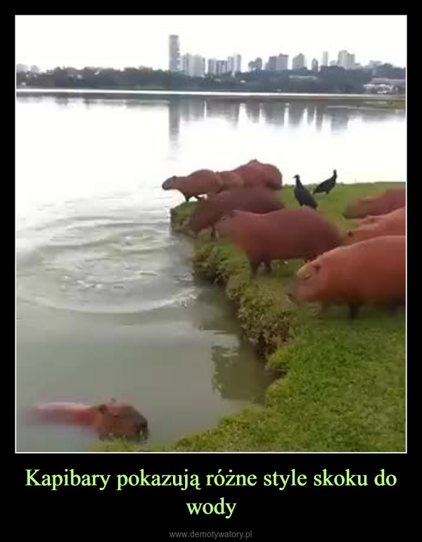 Kapibary pokazują różne style skoku do wody –  WS