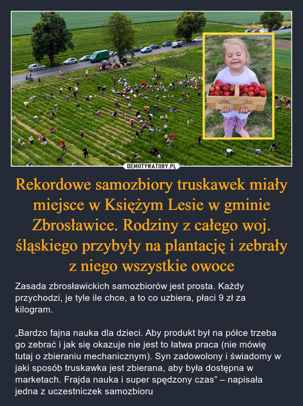 Rekordowe samozbiory truskawek miały miejsce w Księżym Lesie w gminie Zbrosławice. Rodziny z całego woj. śląskiego przybyły na plantację i zebrały z niego wszystkie owoce