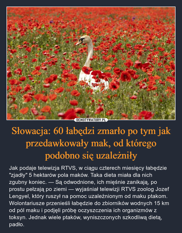 Słowacja: 60 łabędzi zmarło po tym jak przedawkowały mak, od którego podobno się uzależniły