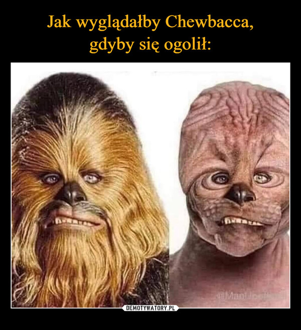 Jak wyglądałby Chewbacca,
gdyby się ogolił: