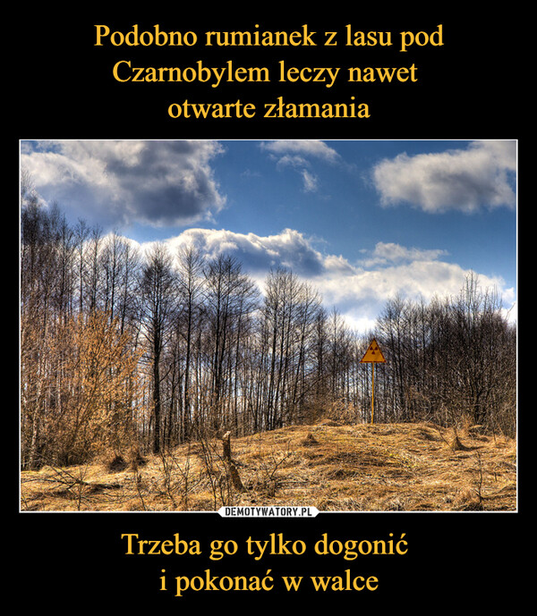 Podobno rumianek z lasu pod Czarnobylem leczy nawet 
otwarte złamania Trzeba go tylko dogonić 
i pokonać w walce