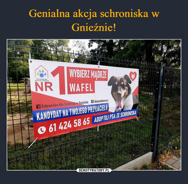 Genialna akcja schroniska w Gnieźnie!