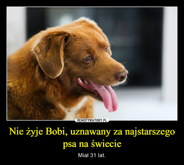 Nie żyje Bobi, uznawany za najstarszego psa na świecie – Miał 31 lat. 