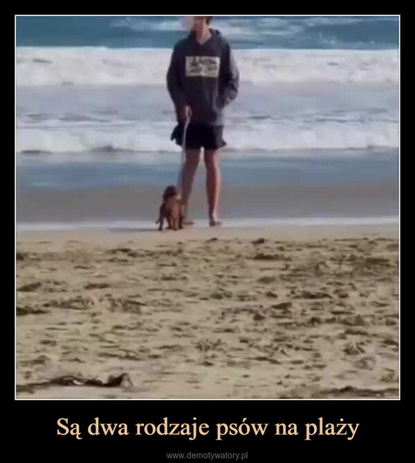 Są dwa rodzaje psów na plaży –  