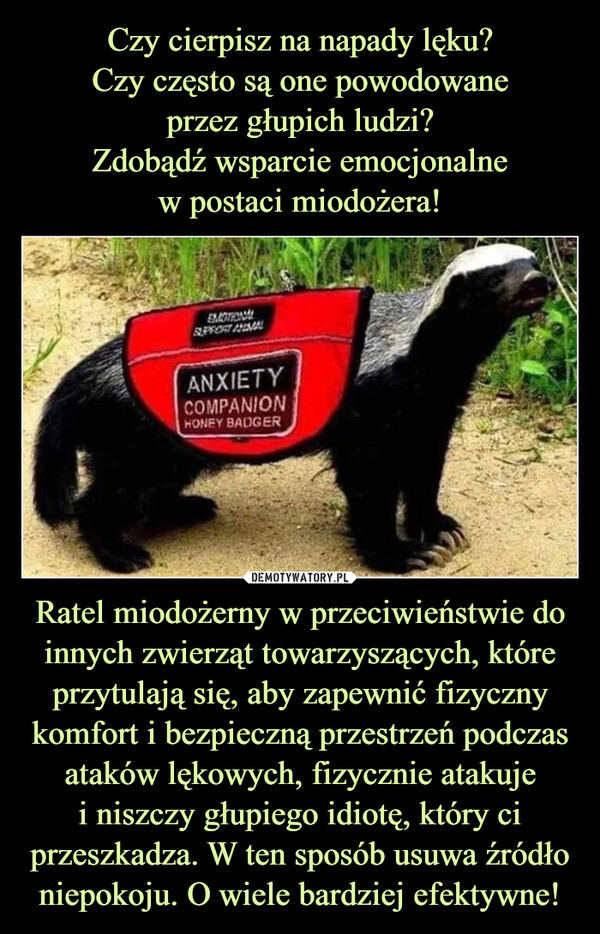 Ratel miodożerny w przeciwieństwie do innych zwierząt towarzyszących, które przytulają się, aby zapewnić fizyczny komfort i bezpieczną przestrzeń podczas ataków lękowych, fizycznie atakujei niszczy głupiego idiotę, który ci przeszkadza. W ten sposób usuwa źródło niepokoju. O wiele bardziej efektywne! –  EMOTIONALSUPPORT ANIMALANXIETYCOMPANIONHONEY BADGER