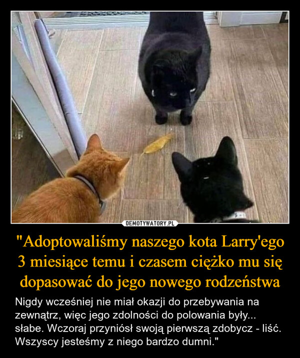 "Adoptowaliśmy naszego kota Larry'ego 3 miesiące temu i czasem ciężko mu się dopasować do jego nowego rodzeństwa – Nigdy wcześniej nie miał okazji do przebywania na zewnątrz, więc jego zdolności do polowania były... słabe. Wczoraj przyniósł swoją pierwszą zdobycz - liść. Wszyscy jesteśmy z niego bardzo dumni." 