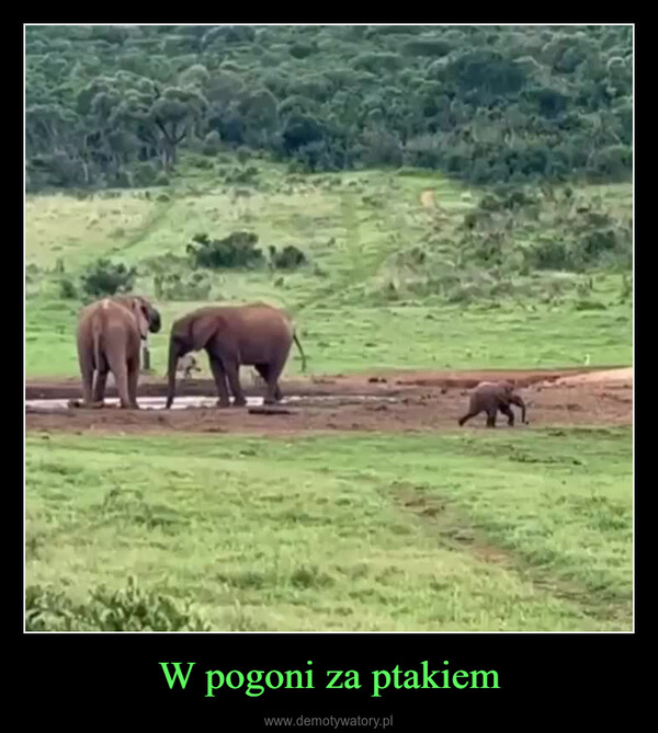 W pogoni za ptakiem –  